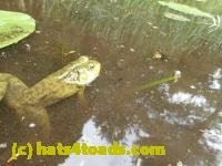 /home//u458753944/public_html/sourcegallery///Frogs/Bullfrogs 2016-08 Ontario/P8140119.JPG